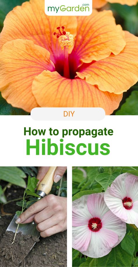 Large flowers, vivid colors: Hibiscus is not without reason extremely popular among amateur gardeners. There are a number of different ways you can propagate Hibiscus. They need to be vegetatively propagated if you want to retain the typical characteristics of this variety, such as flower color. Learn in this mygarden-guide how to propagate Hibiscus correctly! #mygardencom #mygarden #hibiscus #propagation Hibiscus Propagation, Hibiscus Flower Photography, Propagate Hibiscus, Hardy Hibiscus Plant, Planter Gardening, Hibiscus Seeds, Flower Planting Guide, Hibiscus Care, Growing Hibiscus