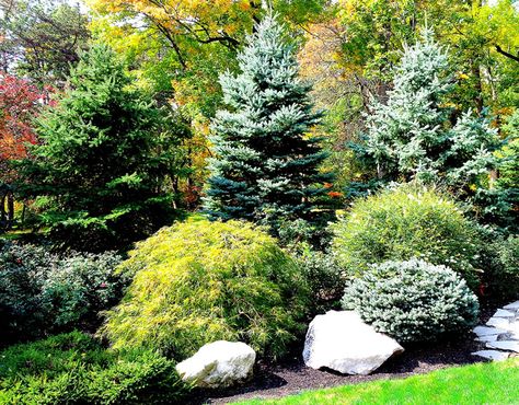 PRIVACY PLANTING Backyard Evergreen Landscaping, Mixed Evergreen Hedge, Privacy Boarder Ideas, Evergreen Tree Landscaping Ideas, Landscaping With Pines, Landscaping For Large Front Yards, Mixed Privacy Border, Aspen And Pine Trees Landscaping, Mixed Privacy Hedge Design