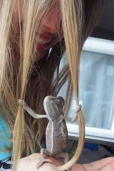 funny animals ✿⊱╮     funny animals ✿⊱╮ Jackson Chameleon, Baby Chameleon, Veiled Chameleon, Cute Lizard, Cute Reptiles, Flynn Rider, Reptiles And Amphibians, Cute Creatures, Funny Animal Pictures