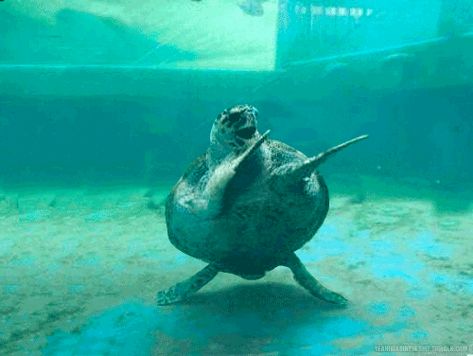 Turtle Gif, Dancing Turtle, Happy Turtle, Funny Happy, Birthday Gif, Sea Turtles, Animal Memes, 귀여운 동물, Bones Funny