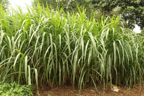 Elephant grass (Pennisetum purpureum) Types Of Weeds, Biomes Project, Grass Types, Cook Island, Pearl Millet, Dig Gardens, Buddha Garden, Weeds In Lawn, Grass Type