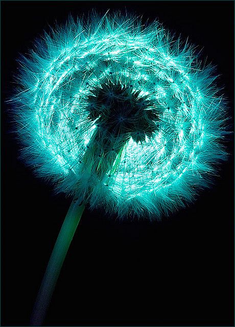 Turquoise Aesthetic, Foto Macro, Fantastic Voyage, A Dandelion, Dandelion Wish, Dream Journal, The Wizard Of Oz, Shades Of Turquoise, Aqua Turquoise