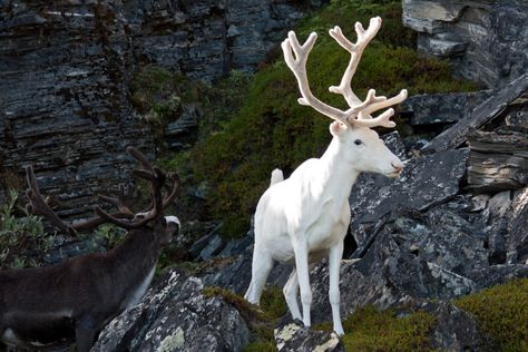 There are always outliers in nature—anomalies that don’t seem real. The all-white reindeer is one oddity that takes you by surprise because it’s a far cry from the creature’s typical dark-brown fur. One of these elusive caribou, antlers and all, was recently spotted roaming Malå, Sweden in early September. Redditor nlsoy posted the picture of the colorless reindeer on the side of the road, but this is a serendipitous spotting—this variation is very rare. The cause of the all-white fur could ... Albino Deer, Rare Albino Animals, White Reindeer, Albino Animals, White Deer, Deer Family, Rare Animals, Doberman, Animal Gifs