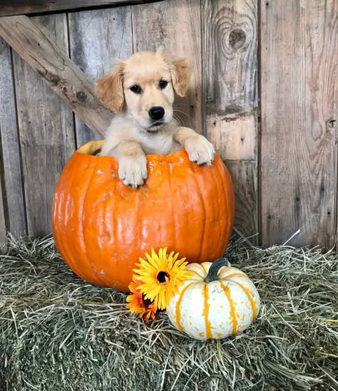 Bailey the Golden Retriever Puppy Pumpkin Pictures, Dog In Pumpkin Picture, Dogs At Pumpkin Patch, Puppy In Pumpkin, Puppy Fall Pictures, Puppy Photoshoot Ideas Fall, Puppy Fall Photoshoot, Fall Puppy Photoshoot, Dog Fall Photoshoot