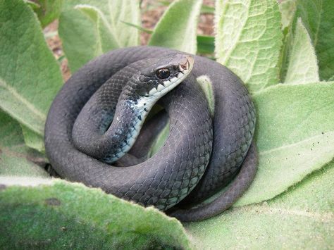 Eastern Black Racer Black Racer Snake, Common Octopus, Eastern Grey Kangaroo, Pet Snakes, Red Eyed Tree Frog, Pit Viper, Fruit Bat, Black Racer, Pet Snake