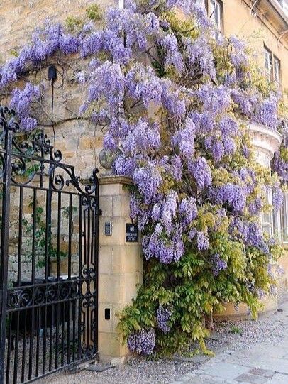 Wisteria Garden, Photo Products, House Wall, Garden Trellis, Outdoor Oasis, Garden Paths, Dream Garden, Wisteria, 인테리어 디자인