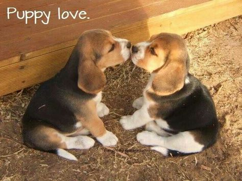 Love in it purest form! Puppy love! Dogs Collage, Watering Tomatoes, Beagle Puppies, Cute Beagles, Beagle Puppy, Beagle Dog, Dog Behavior, 귀여운 동물, Animals Friends