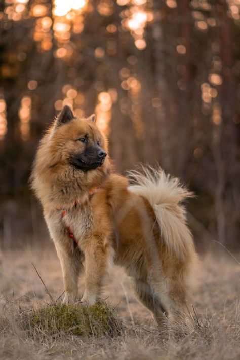 Eurasier dog in a sunset standing in field on a rock. Eurasier Dog, Spitz Breeds, Every Dog Breed, Akc Breeds, Disabled Dog, Dog Breeds Medium, Doberman Dogs, Dog Photo, Different Dogs