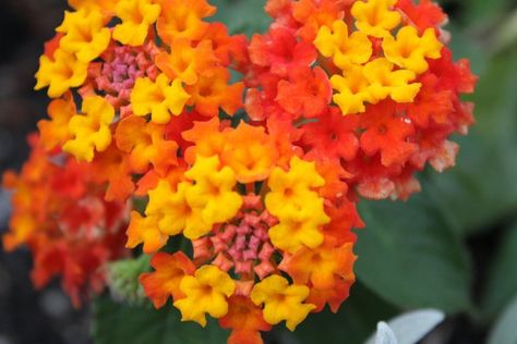 Lantana (Lantana spp.) and verbena (Verbena spp.) are both colorful plants prized as groundcover and borders. Because of their similar characteristics, they’re often confused as the same plant. While lantana and verbena are both part of the Vebenaceae family, they are two distinct plant genera, each ... Lantana Bush, Verbena Plant, Lantana Flower, Lantana Plant, Lantana Camara, Trailing Plants, Annual Flowers, Herbaceous Perennials, Colorful Plants