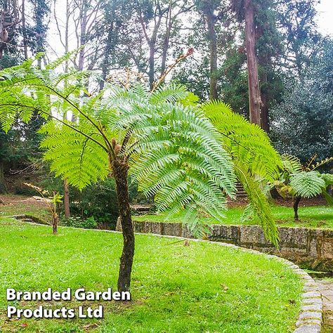 Cyathea Cooperi, Perennial Border Plants, Delphinium Plant, Impatiens Plant, Grape Vine Plant, Camellia Plant, Cauliflower Plant, Asparagus Plant, Rhubarb Plants