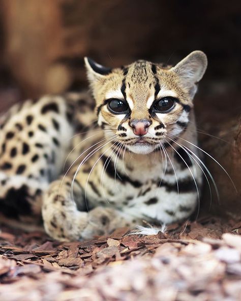 Meet the margay: one of the smallest cutest and most elusive wild cats to wander the cloud forests of Central and South America. In fact margays live in many different kinds of forest: tropical suptropical deciduous cloud. They're reminiscent of ocelots but have a few key differences. For one its tail is longer than its hind leg whereas an ocelot's will be decidedly shorter. Be honest now... had you heard of the margay before seeing this post? Either way let us know in the comments below. And he Margay Cat, Small Wild Cats, Spotted Cat, Exotic Cats, Pet Puppy, Beautiful Cats, Cat Photo, Big Cats, Wildlife Photography