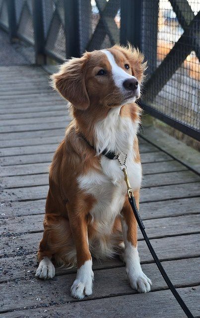 Norwegian Duck Tolling Retriever. Nova Scotia Duck Tolling Retriever, Blue Heeler, Cute Dogs And Puppies, Golden Retrievers, German Shepherds, Siberian Husky, Nova Scotia, Beautiful Dogs, Border Collie