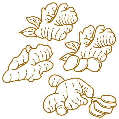 Ginger graphic illustration line art style Ginger Illustration Design, Ginger Logo Design, Ginger Packaging Design, Ginger Packaging, Ginger Drawing, Ginger Illustration, Fruit Outline, Ginger Art, Illustration Line Art