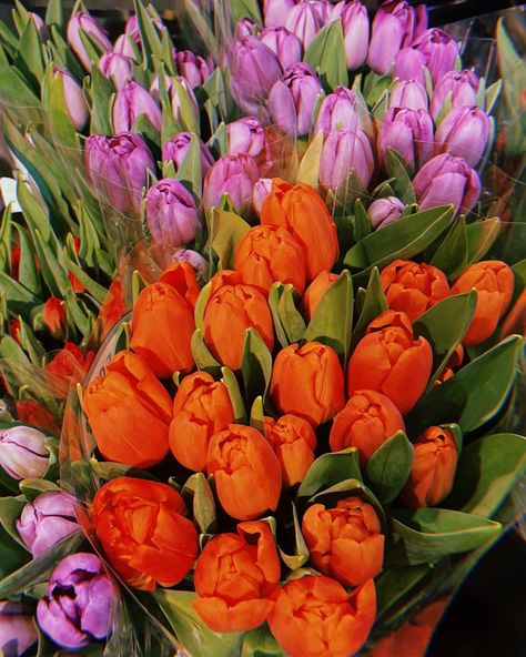 Orange and Purple Tulips Lilac And Orange Aesthetic, Lilac And Orange, Purple Orange Aesthetic, Orange And Purple Aesthetic, Purple And Orange Aesthetic, Purple And Orange, Orange Moon, Violet Aesthetic, Tech Aesthetic