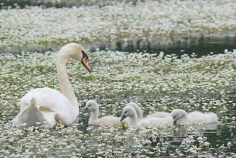 Swans. The Ugly Duckling, Baby Birds, Ugly Duckling, Swan Lake, Birds Of A Feather, Swans, Spring Easter, Country Life, Ducks