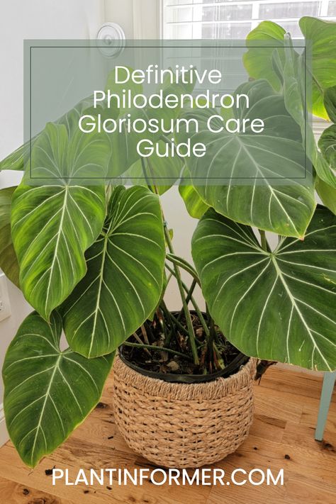 Discover the essentials of Philodendron Gloriosum care, including the perfect soil mix and watering tips for thriving plants. Philodendron Gloriosum Dark Form, Philodendron Gloriosum Care, Philodendron Gloriosum, Philodendron Care, Philodendron Plant, Thriving Garden, Plant Guide, Easy Garden, Plant Life