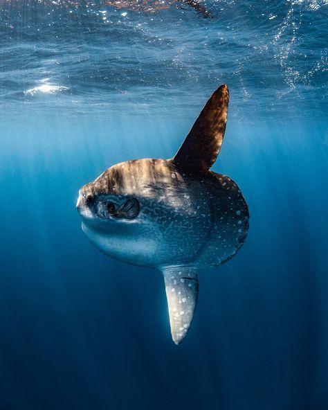 Image contains: Water, Aquatic, Outdoors, Shark, Animal, Fish, Sea Life, Nature Biology Motivation, Ocean Life Photography, Fat Animals, Mola Mola, Marine Wildlife, Pretty Fish, Reef Fish, Water Animals, Oceanography