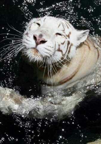 Tiger Tiger Swimming, Snow Tiger, Cute Tigers, Bengal Tiger, Pretty Animals, Favorite Animal, Majestic Animals, Silly Animals, White Tiger