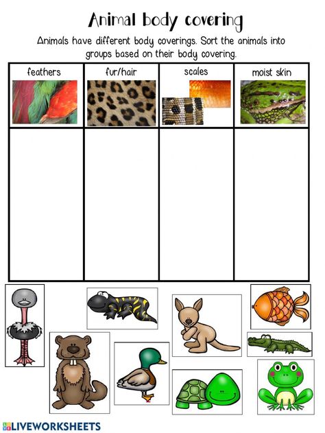 Animal Coverings Kindergarten, Animal Body Parts Worksheet, Insect Body Parts, Animal Coverings, Sorting Worksheet, Biological Science, Animal Body Parts, Farm Animals Theme, School Lesson Plans