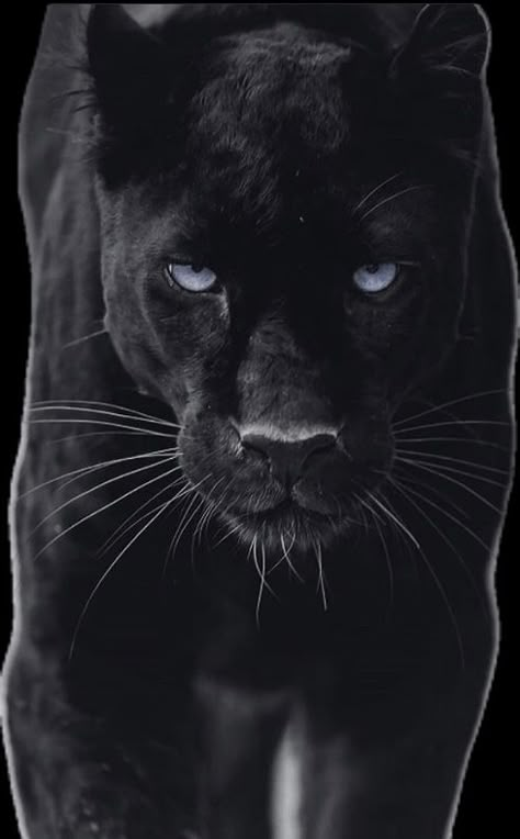 Black Panther Quotes, Panther Quotes, Black Jaguar Animal, Panther Wallpaper, Pantera Band, Black Panther Tattoo, Shoulder Sleeve Tattoos, Jaguar Animal, Panther Tattoo