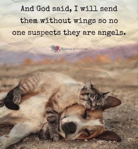 They truly are angels without wings. Very thankful for fur angels. Animal Lover Quotes, Dog Poems, Dog Quotes Love, Animal Love, Dog Heaven, God Love, Cat And Dog, Dog And Cat, Animal Quotes