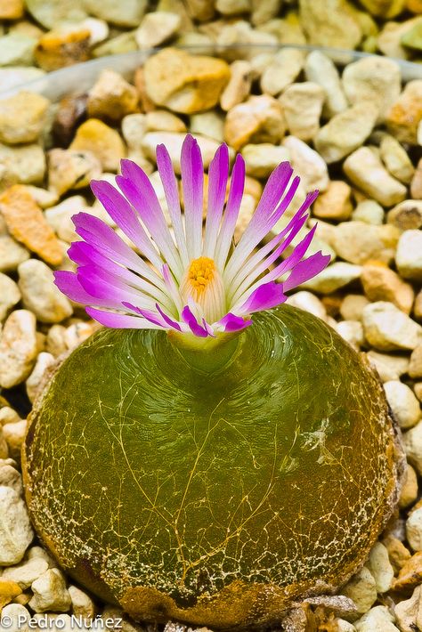 Conophytum burgeri in bloom Conophytum Burgeri, Cactus Planta, Unusual Plants, Cactus Flowers, Succulent Terrarium, Agaves, Rare Succulents, Desert Plants, Cactus Y Suculentas