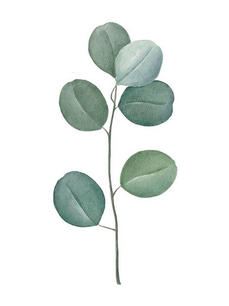 Silver Dollar Eucalyptus Tattoo, Eucalyptus Line Drawing, Eucalyptus Illustration, Eucalyptus Watercolor, Tropical House Plants, Dollar Eucalyptus, Feuille Eucalyptus, Eucalyptus Branches, Eucalyptus Leaf