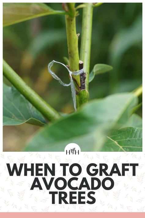 How To Graft An Avocado Tree, Indoor Avocado Tree, Avocado Tree Care, Growing Avocado, Gardening Memes, Cold Climate Gardening, Avocado Trees, Grow Seeds, Harvest Fruit