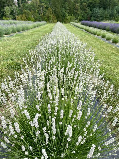 Lavender Farm Fields with ‘Melissa’ Lavender. A white lavender with pink undertones. White Lavender Garden, Small Lavender Garden, Lavender Landscaping Ideas, Lavender Garden Landscaping, Lavender Pathway, Melissa Lavender, Lavender Landscaping, White Bushes, Lavender Path