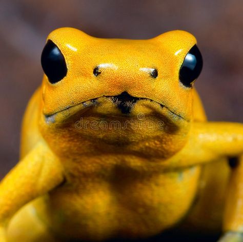 Frog Poisonous, Frog Portrait, Multiple Exposure Photography, Poisonous Animals, Poison Frog, Poison Dart Frog, The Happy Prince, Frog Eye, Poison Dart