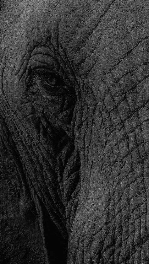 Download free HD wallpaper from above link! #elephant #animal #eye #africa #zoo Elephant Iphone Wallpaper, Elephant Phone Wallpaper, Elephant Background, Elephant Eye, Wildlife Wallpaper, Elephant Photography, Elephant Wallpaper, Wild Animal Wallpaper, Black Elephant