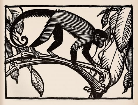 Monkey  - Keith Henderson Illustration for The Purple Land c.1930 | by Thomas Shahan 3 Monkey Drawing, Monkey Illustration, Monkey Tattoos, Lino Art, Monkey Design, Monkey Art, Animal Magic, Desenho Tattoo, Linocut Prints