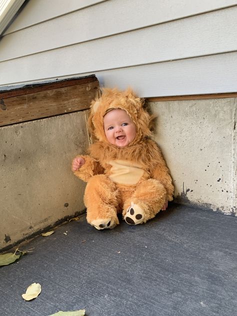 Newborn Lion Costume, Baby Tiger Costume, Baby Lion Costume, Baby Animal Costumes, Lion Halloween Costume, Diy Baby Costumes, Lion Halloween, Lion Dress