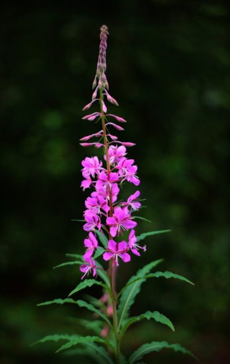 Fireweed Tattoo, Rosebay Willowherb, Herbal Tea Garden, Rock Painting Supplies, Jungle Flowers, Stained Glass Flowers, Tea Garden, Nature Art Painting, Flowers Nature