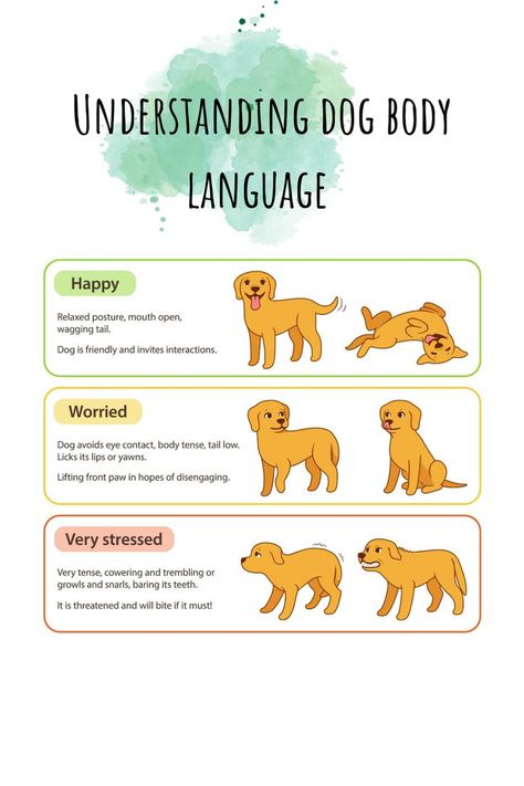 Understanding dog body language #dog body language #dog body language signs #dog body language chart #body language of dogs Dog Body Language Signs, Frosty Paws, Body Language Signs, Dog Body Language, Too Much Estrogen, Doggy Daycare, Cat Language, Secret Language, Lip Care Routine