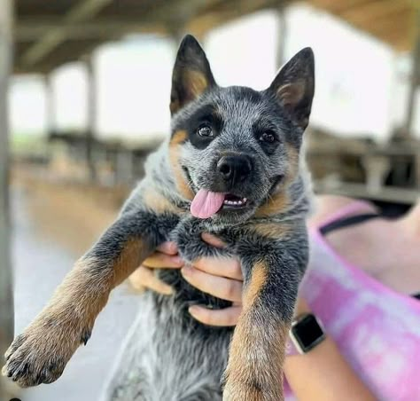 Red Heeler Dog, Videos Of Animals, Aussie Cattle Dog, Mobile Vet, Austrailian Cattle Dog, Cattle Dogs Rule, Blue Heeler Puppies, Heeler Puppies, Blue Heeler Dogs