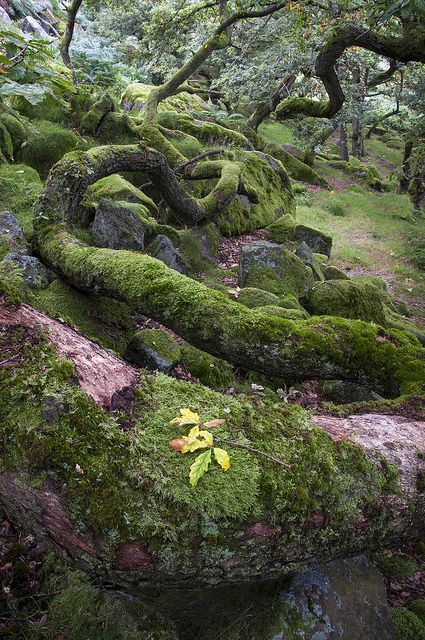 ~~Oak boughs ~ mossy woods, Burbage Brook, Peak District, Derbyshire, England by Keartona~~ Mossy Tree, Moss Covered, Moss Garden, Tree Forest, Alam Yang Indah, Beautiful Tree, Belleza Natural, Green Plants, In The Woods