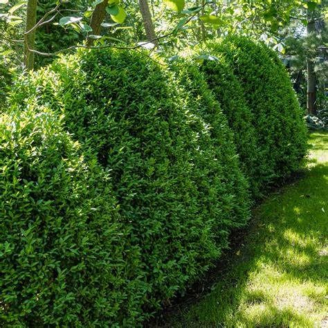 Inkberry Holly, Plant Schedule, Woodland Landscaping, Green Mountain Boxwood, Privacy Shrubs, Garden Combinations, 2023 Landscape, Front Yard Landscape Design, Outdoor Cottage