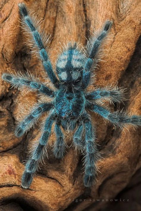 The Antilles pinktoe tarantula, also known as the Martinique Red Tree Spider or the Martinique Pinktoe, is native to Guadeloupe and Martinique in the Caribbean Sea, but is a popular spider pet due to its docile character and unique coloration. Avicularia Versicolor, Pinktoe Tarantula, Oc Development, Spiderman Oc, Inktober Ideas, Arachnids Spiders, List Aesthetic, Spider Species, Types Of Spiders