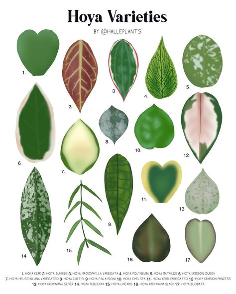 Hoya Identification Chart, Hoya Varieties Chart, Types Of Hoya Plants, Hoya Plant Varieties, Plant Identification Chart, Hoyas Plant, Plant Leaf Identification, Hoya Varieties, Leaf Identification