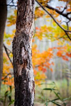 Facebook Bio, Blur Image Background, Autumn Woods, Photoshop Digital Background, Blurred Background Photography, Background Images Free Download, Blur Background Photography, Desktop Background Pictures, Beach Background Images