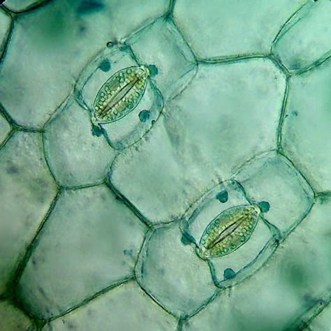 Longitudinal section of stained plant cell stomata Plant Cell Microscope, Plant Microscope, Cell Aesthetic, Plant Cell Structure, Cell Art, Biology Plants, Plant Cells, Microscopic Photography, Study Biology