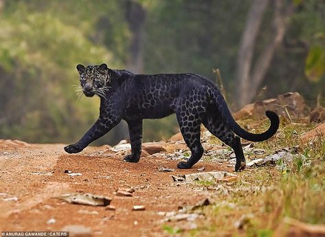 Leopard Hunting, Melanistic Animals, Sambar Deer, Animal Inspiration, Vis Dev, Hunting Deer, Rare Animals, Pretty Animals, Leopard Spots