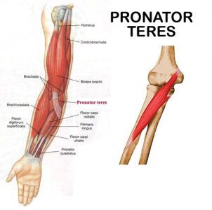 Pronator teres: medial epicondyle of humerus, conoid process of ulna (origin) medial Pronator Teres, Acute Care, Muscle Anatomy, Muscle Body, Free Education, Human Anatomy, Physical Therapy, Christian Louboutin Pumps, Muscles