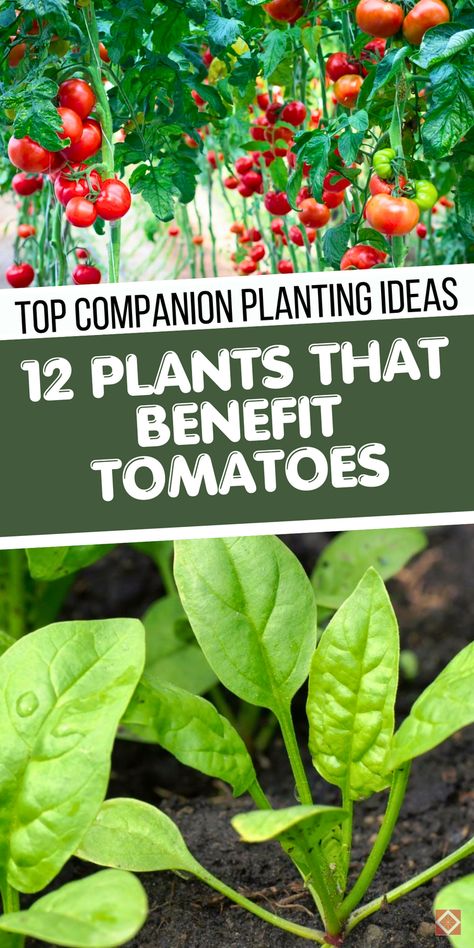 Transform your vegetable garden with these 12 companion plants for tomatoes! Designed for better growth and higher yields, these plants make your garden layout more efficient while naturally deterring pests. Save this pin for companion planting ideas that will supercharge your tomato harvest! Tips For Planting Tomatoes, Tomatoes Garden Ideas, Tomatoe Plants Care, Companion Planting With Tomatoes, Companion Planting Tomatoes, Tomato Support Ideas, When To Plant Tomatoes, Companion Plants For Tomatoes, Tomato Companion Plants