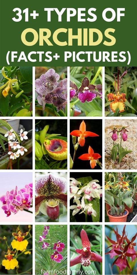 Kinds Of Orchids, Types Of Orchids Plants, Different Types Of Orchids, Orchid Cabinet, Orchid Kokedama, How To Take Care Of Orchids Plants, Types Of Orchids Names, Catasetum Orchids, How To Take Care Of An Orchid