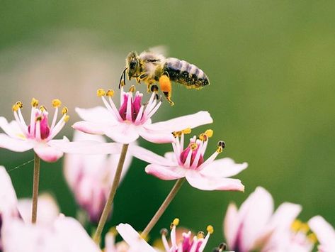 Interested in FREE wildflower seed to help save the butterflies and the bees?!  Our partner The Bee and Butterfly Habitat Fund is offering free pollinator mixes to those who qualify through their Seed a Legacy program. Apply by March 1st to receive free seed - just in time for spring planting! If you have at least 2 acres to spare and live in one of 12 states in the Midwest and Great Plains sign up today by clicking on the link in our profile. #savethebees #monarchsmatter . . . Dont have 2 acres Environment Day Quotes, Million Flowers, Butterfly Habitat, Bee Friendly Garden, Bee Colony, Attracting Bees, Bee Garden, World Environment Day, Bee Friendly