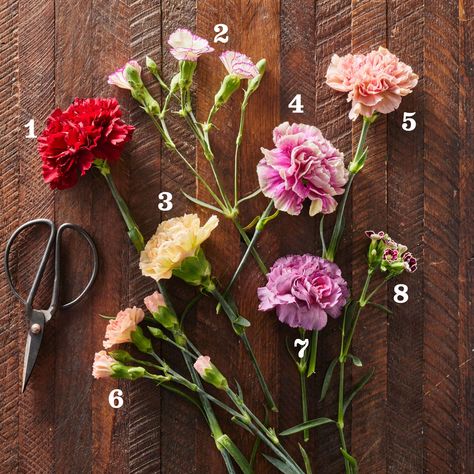 Yes, You Can Make A Carnation Arrangement to Impress – Here's How Flower Arrangements With Carnations, Modern Carnation Arrangements, Carnation Arrangements Vases, Mini Carnation Bouquet, Carnation Arrangements Simple, Carnation Flower Arrangements Ideas, Carnation Floral Arrangements, Carnations Arrangements, Carnation Flower Arrangements