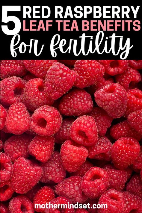 I love this post and the red raspberry leaf tea benefits for fertility she explains! Raspberry Leaf Tea Fertility, Red Raspberry Leaf Tea Benefits, Raspberry Leaf Tea Benefits, Red Raspberry Tea, Red Raspberry Leaf Tea, Fertility Tea, Fertility Smoothie, Healthy Period, Herbal Tea Benefits