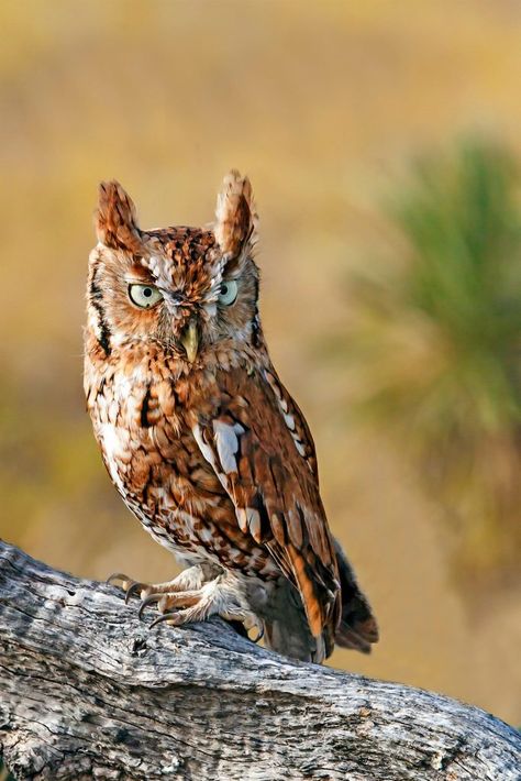 Eastern vs Western Screech Owl: What's the Difference? Owl Sounds, Western Screech Owl, Owl Facts, Owl Sketch, Eastern Screech Owl, Owl Species, Saw Whet Owl, Short Eared Owl, Long Eared Owl